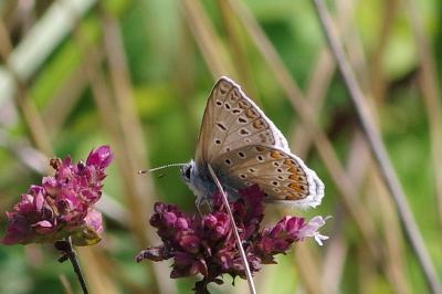 <i>Polyommatus icarus</i>
