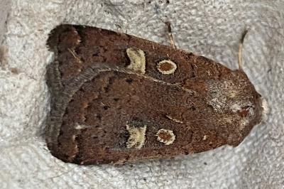 <i>Xestia xanthographa</i>