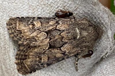 <i>Luperina testacea</i>