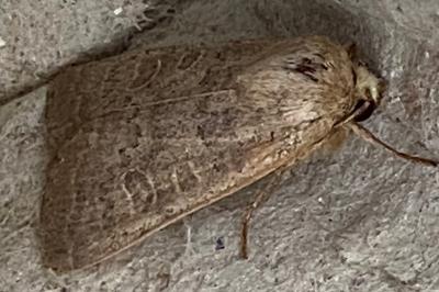 <i>Hoplodrina ambigua</i>