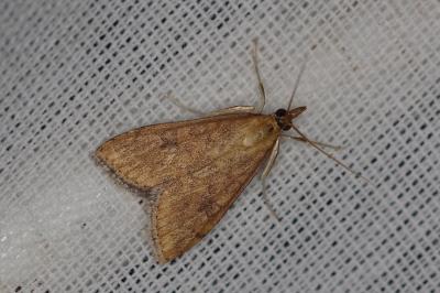 <i>Udea ferrugalis</i>