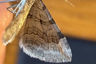 <i>Aplocera efformata</i>