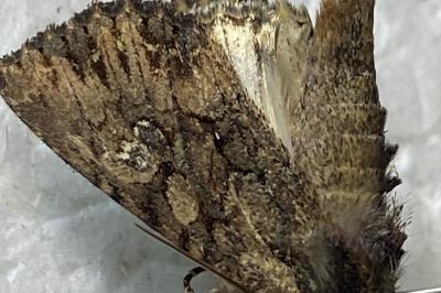 <i>Mniotype solieri</i>