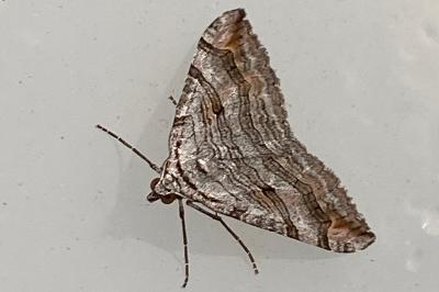 <i>Aplocera efformata</i>