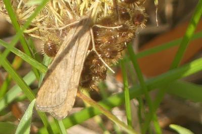 <i>Nomophila noctuella</i>