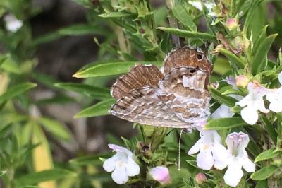 <i>Cacyreus marshalli</i>