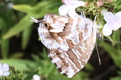 <i>Cacyreus marshalli</i>