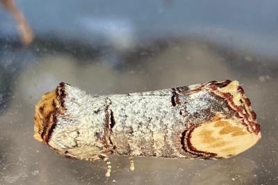 <i>Phalera bucephala</i>
