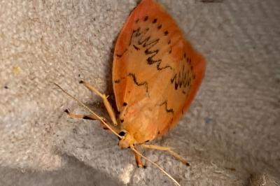 <i>Miltochrista miniata</i>