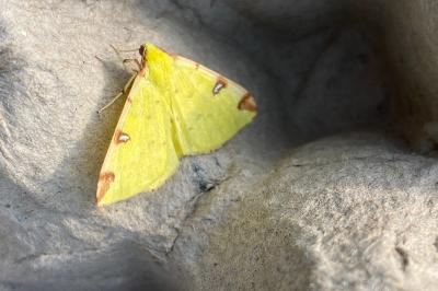 <i>Opisthograptis luteolata</i>