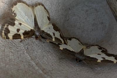 <i>Lomaspilis marginata</i>
