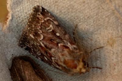 <i>Lycophotia porphyrea</i>