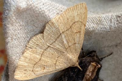 <i>Paracolax tristalis</i>