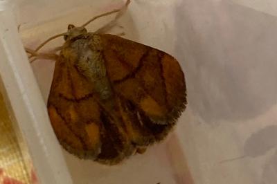 <i>Apoda limacodes</i>