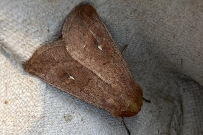 <i>Mythimna albipuncta</i>