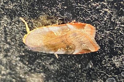 <i>Noctua janthe</i>