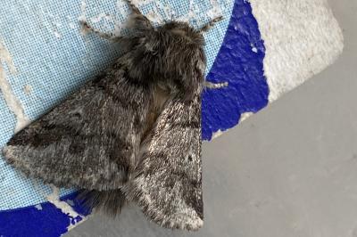 <i>Thaumetopoea processionea</i>