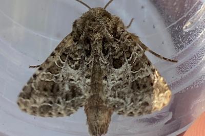 <i>Hadena bicruris</i>
