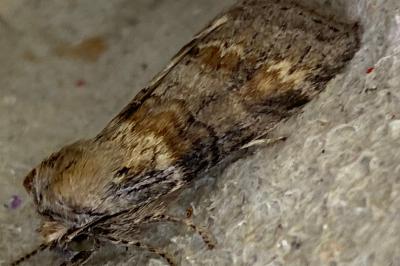 <i>Cymatophorina diluta</i>