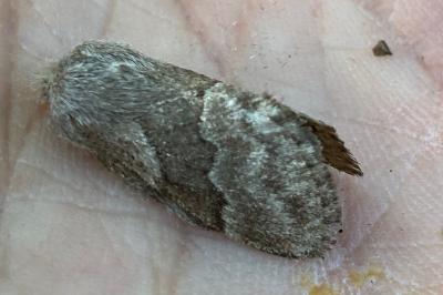 <i>Trichiura crataegi</i>