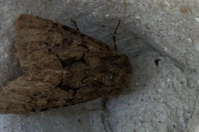 <i>Luperina testacea</i>