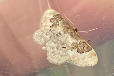 <i>Idaea rusticata</i>