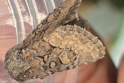 <i>Luperina testacea</i>