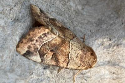 <i>Cosmia trapezina</i>