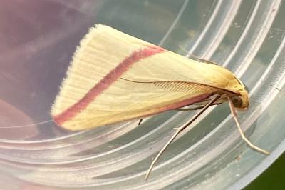 <i>Rhodometra sacraria</i>