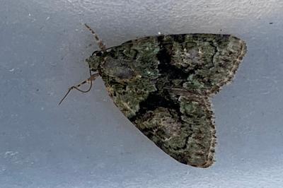 <i>Cryphia algae</i>