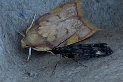 <i>Carcina quercana</i>