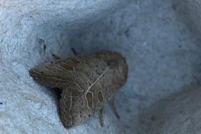 <i>Hoplodrina ambigua</i>
