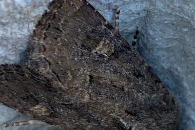 <i>Luperina testacea</i>
