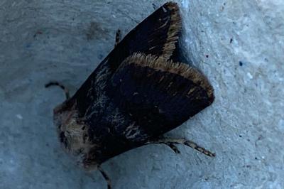 <i>Agrotis puta</i>