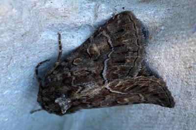 <i>Thalpophila matura</i>