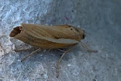 <i>Agriphila selasella</i>