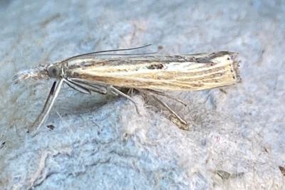 <i>Agriphila geniculea</i>