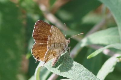 <i>Cacyreus marshalli</i>
