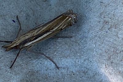 <i>Ancylolomia disparalis</i>
