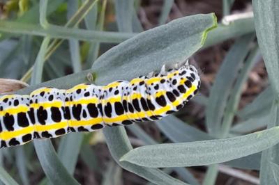<i>Calophasia lunula</i>