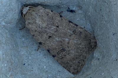 <i>Caradrina clavipalpis</i>