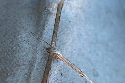 <i>Emmelina monodactyla</i>