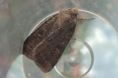 <i>Xestia xanthographa</i>