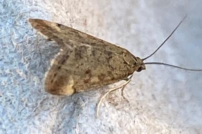 <i>Pyrausta despicata</i>