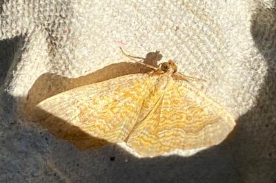<i>Camptogramma bilineata</i>