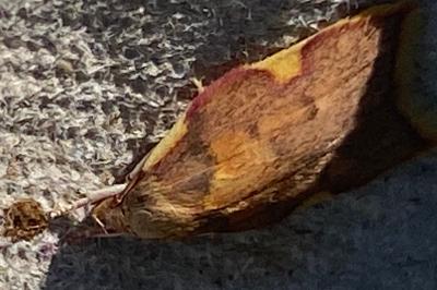 <i>Carcina quercana</i>