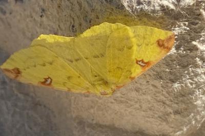<i>Opisthograptis luteolata</i>