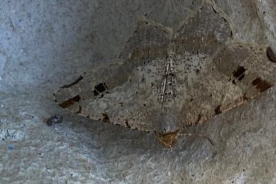 <i>Macaria alternata</i>