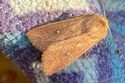 <i>Mythimna albipuncta</i>
