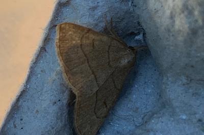 <i>Paracolax tristalis</i>